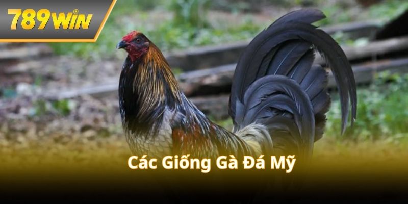 anh-dai-dien-cac-giong-ga-da-my