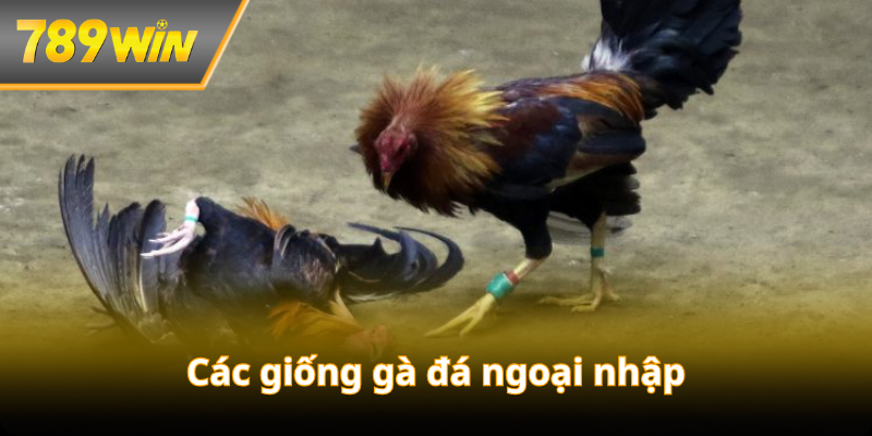 cac-giong-ga-da-ngoai-nhap-avt