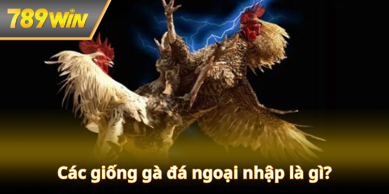 Các giống gà đá ngoại nhập là gì?