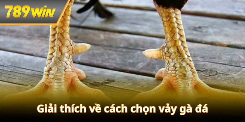 Giải thích về cách chọn vảy gà đá