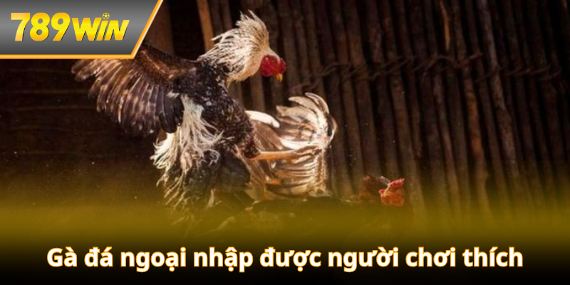 Gà đá ngoại nhập được người chơi thích