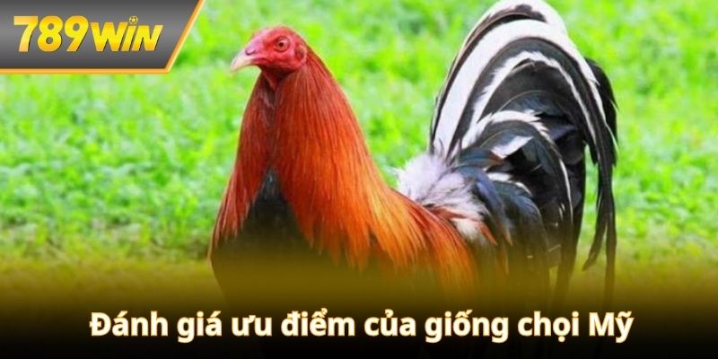 Đánh giá ưu điểm đẳng cấp của giống kê chọi Mỹ