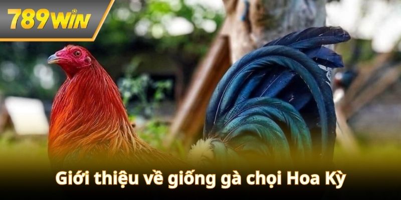 Giới thiệu đôi nét cơ bản về các giống gà đá Mỹ