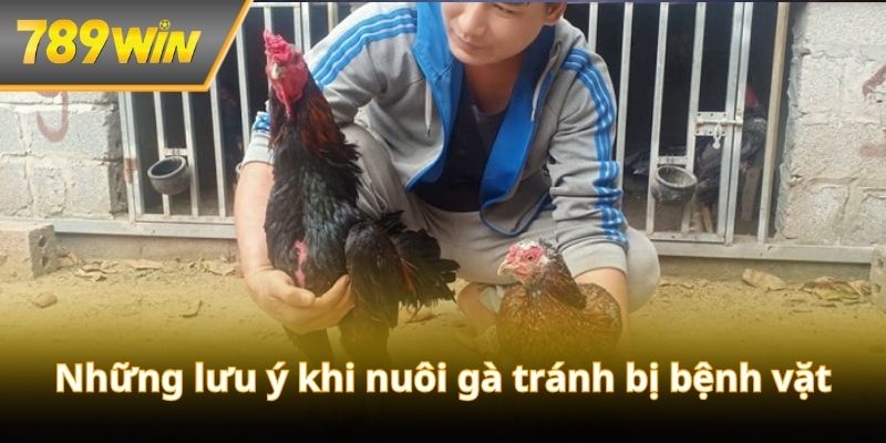 Hướng dẫn những phương án chăm sóc gà độ uy tín 100%