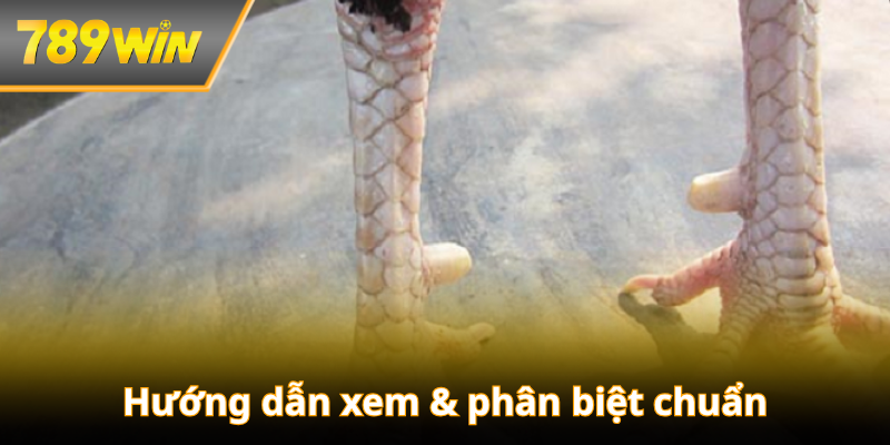 Hướng dẫn xem & phân biệt chuẩn