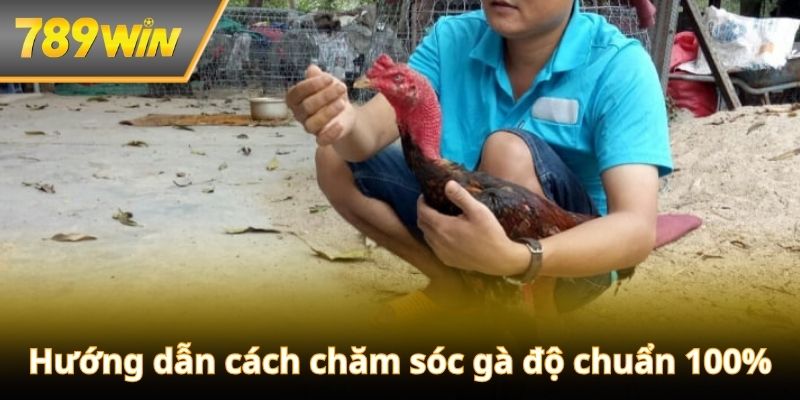 Một vài lưu ý quan trọng giúp gà luôn đạt thể trạng tốt nhất