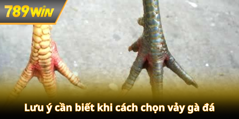 Lưu ý cần biết khi cách chọn vảy gà đá