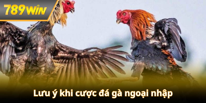 Lưu ý khi cược đá gà ngoại nhập