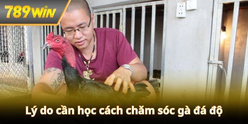Lý do sư kê cần học cách chăm sóc gà đá độ hiệu quả
