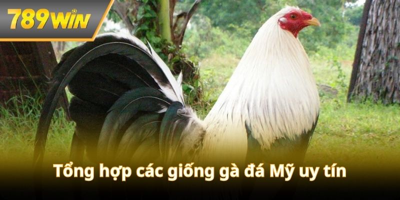 Tổng hợp những giống kê uy tín, chất lượng nhất trên thị trường